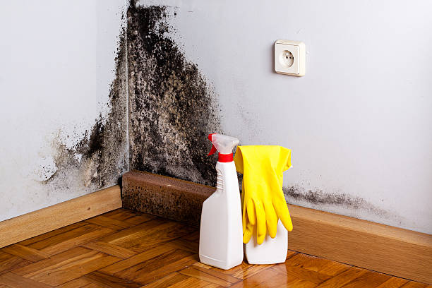 Best Commercial Mold Inspection  in Gilmer, TX